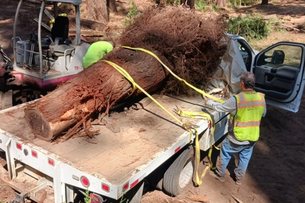 Saratoga Creek Restoration Project