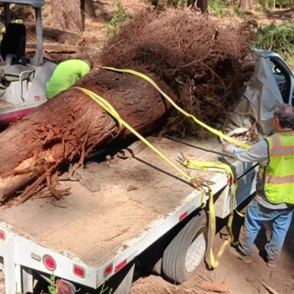 Saratoga Creek Restoration Project