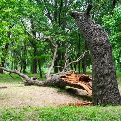 Tree Removal